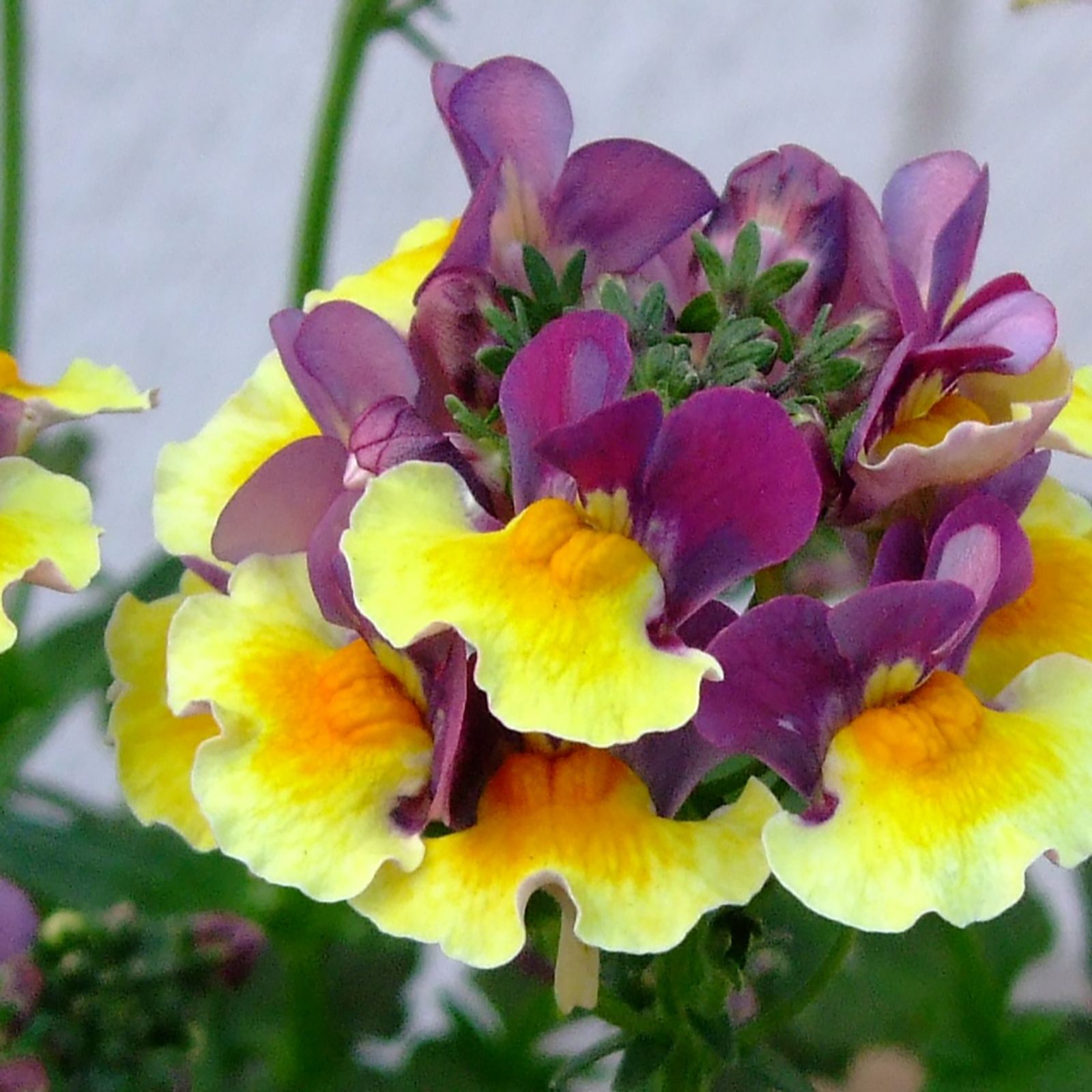 Hayloft Plants 10x Fragrant Nemesia 3cm Young Plants QVC UK