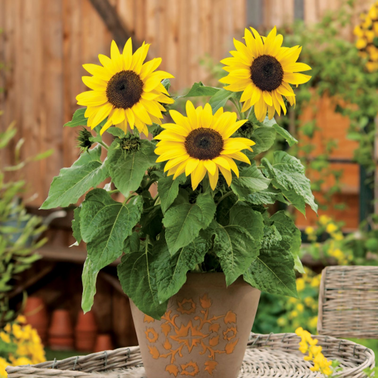 de Jager 6x Sunflower Sunbuzz 4.5cm Young Plants - QVC UK