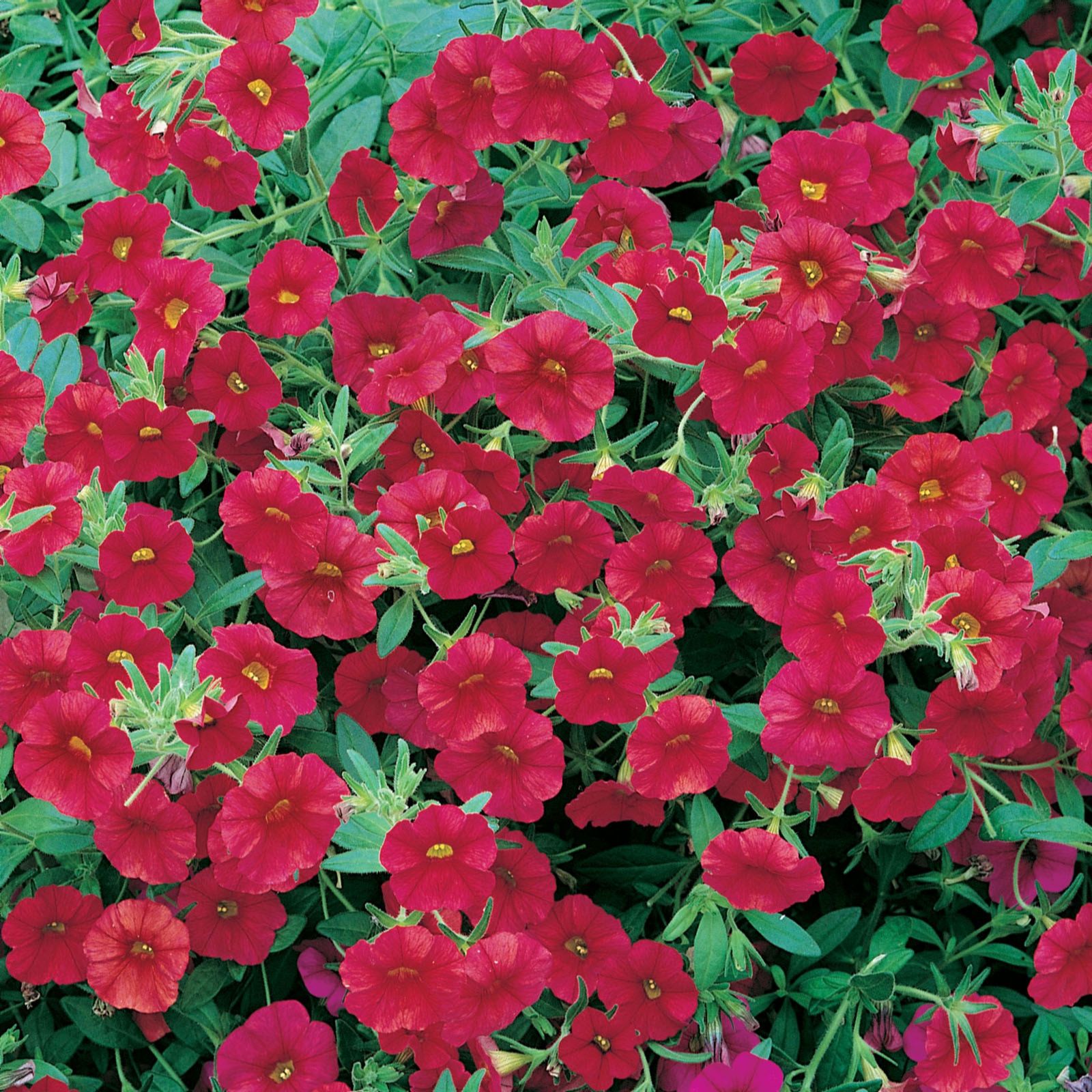 10 x Million Bells Trailing Calibrachoa Young Plants - QVC UK