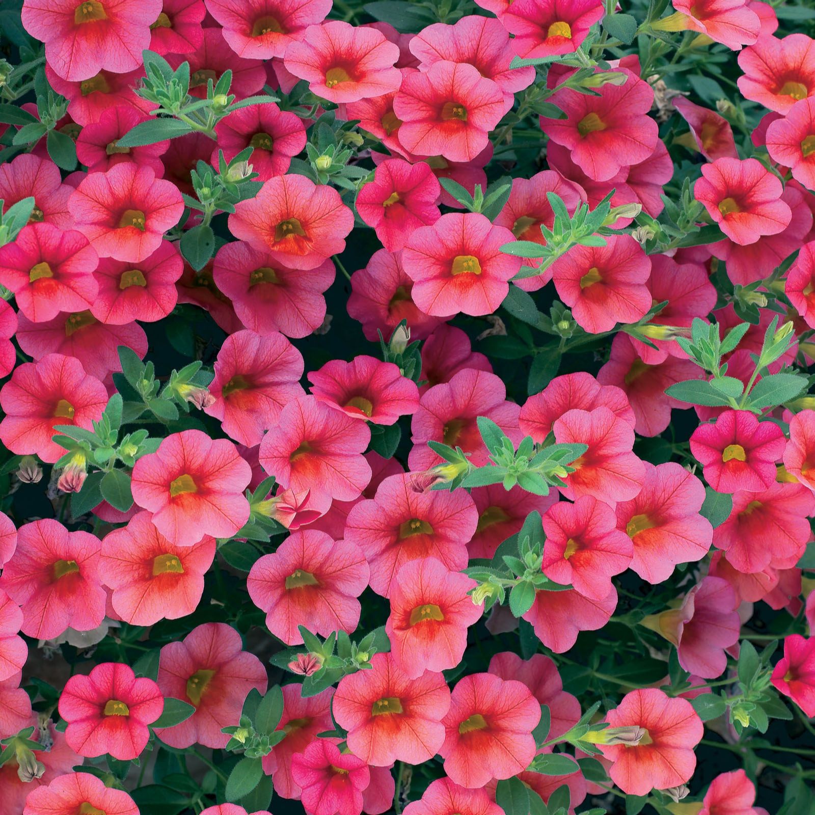 10 x Million Bells Trailing Calibrachoa Young Plants - QVC UK