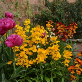 Plants2Gardens Bare Root Wallflowers 30 x Bare Root