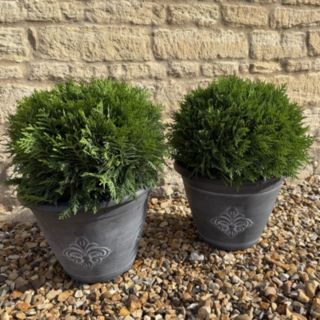 Plants2Gardens Set of 2 Thuja Little Giant with Fleur De Lys Planters