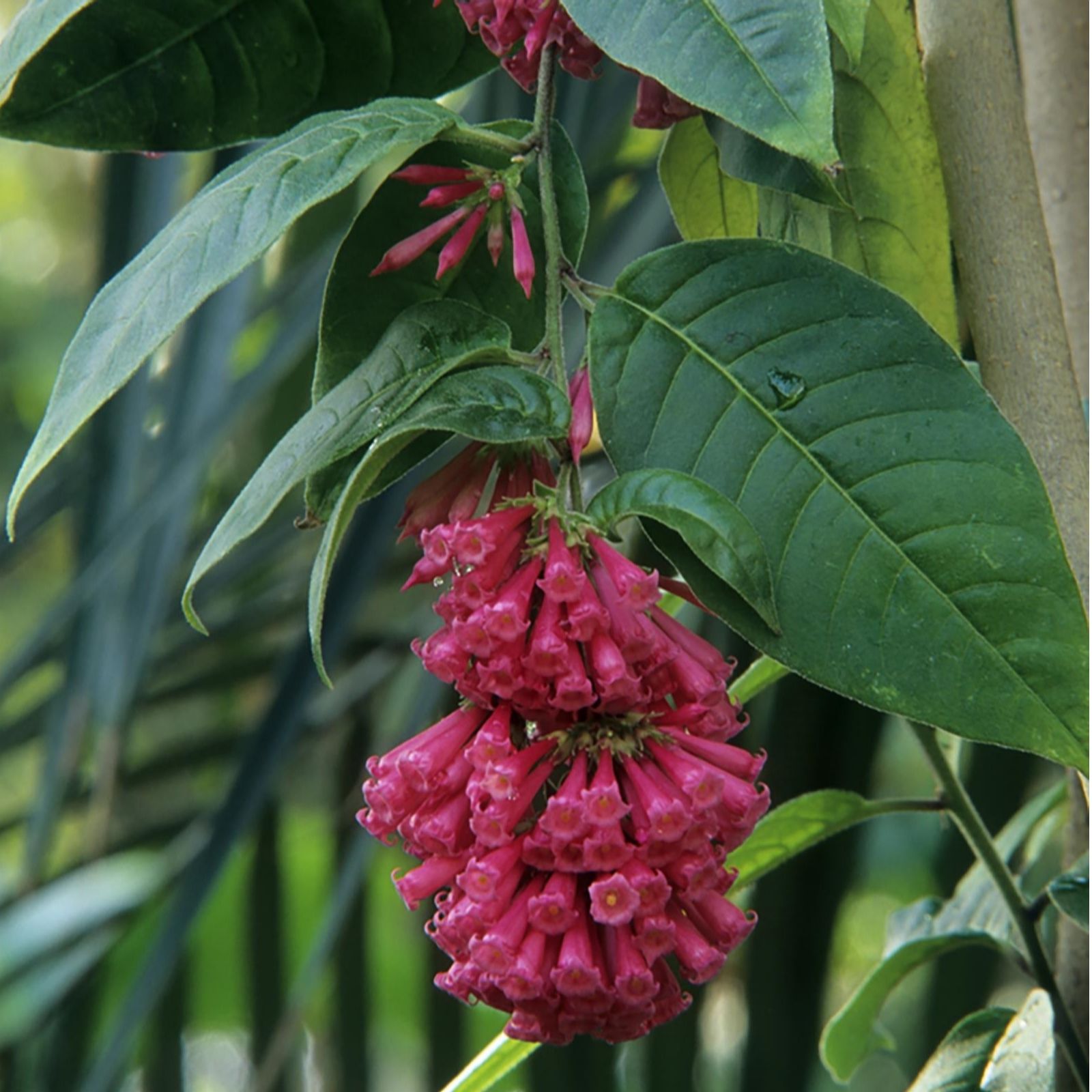 Hayloft Plants 1 x Night Blooming Jasmine 7cm pot QVC UK