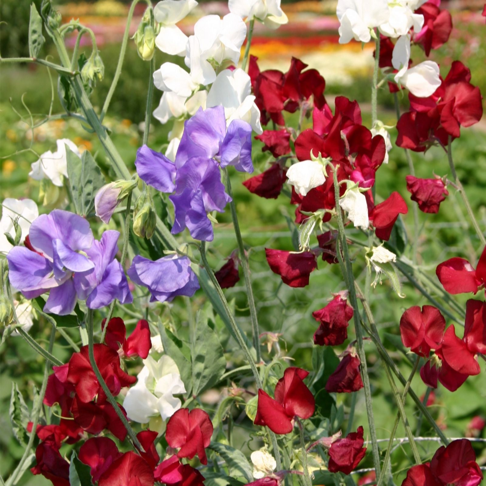 Hayloft Plants 6 x Lathyrus Odorata Royal Mix - QVC UK