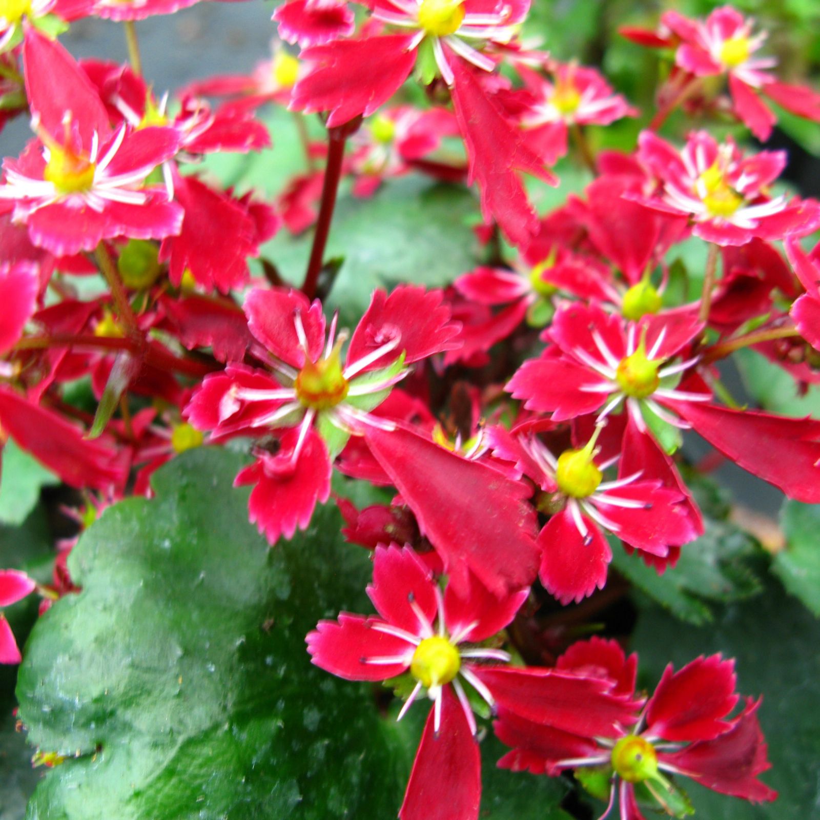 Hayloft Plants 3 x Autumn Flowering Saxifraga QVC UK