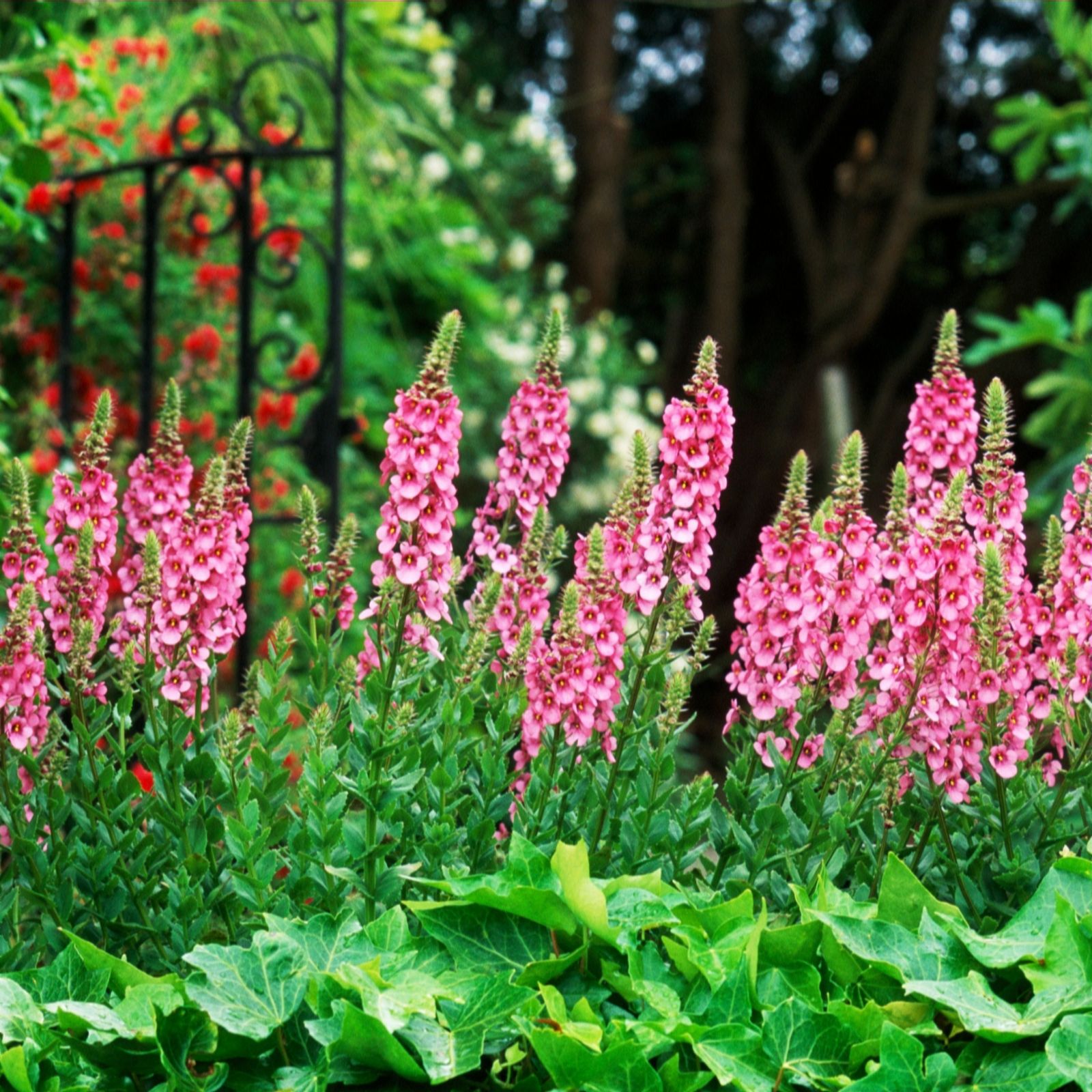 Diascia Rigescens 3 Plants in 7cm Pots QVC UK