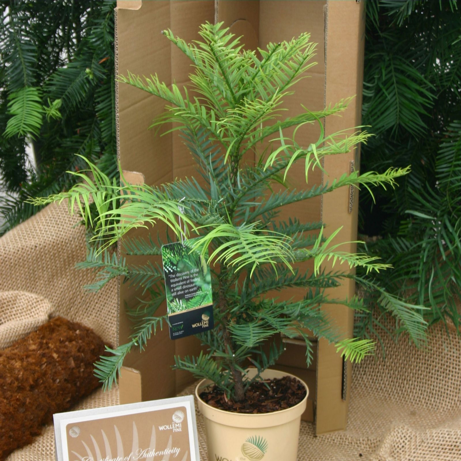 Hayloft Plants Wollemi Pine 'Dinosaur Tree' in 3 Litre Pot Plant