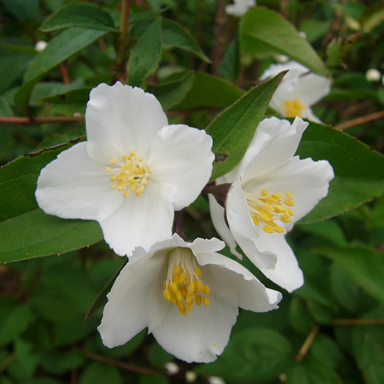 Hayloft Plants 2 x Philadelphus Star Bright 9cm Pots - QVC UK