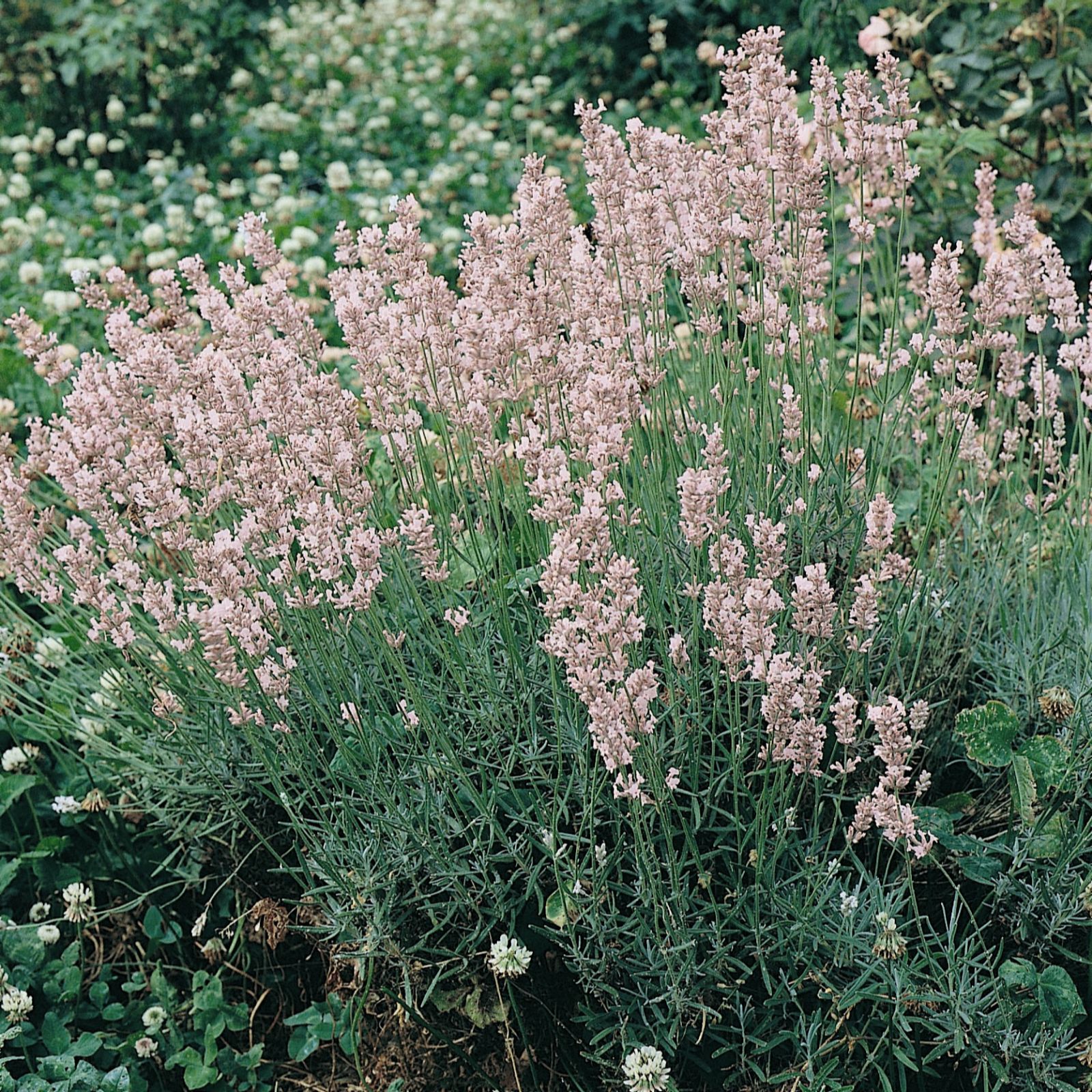 10 x Cottage Garden Lavender Plants & Pots & 60g Fertiliser QVC UK