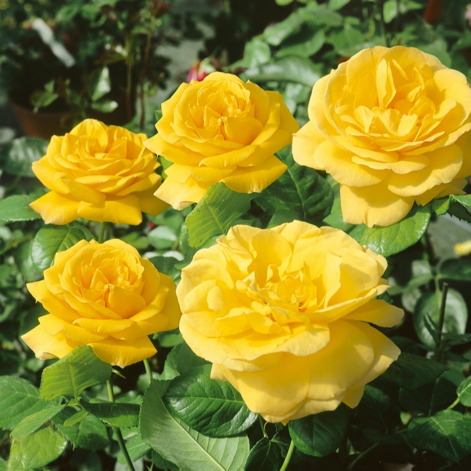 Plants2Gardens Cottage Garden Rose Collection QVC UK