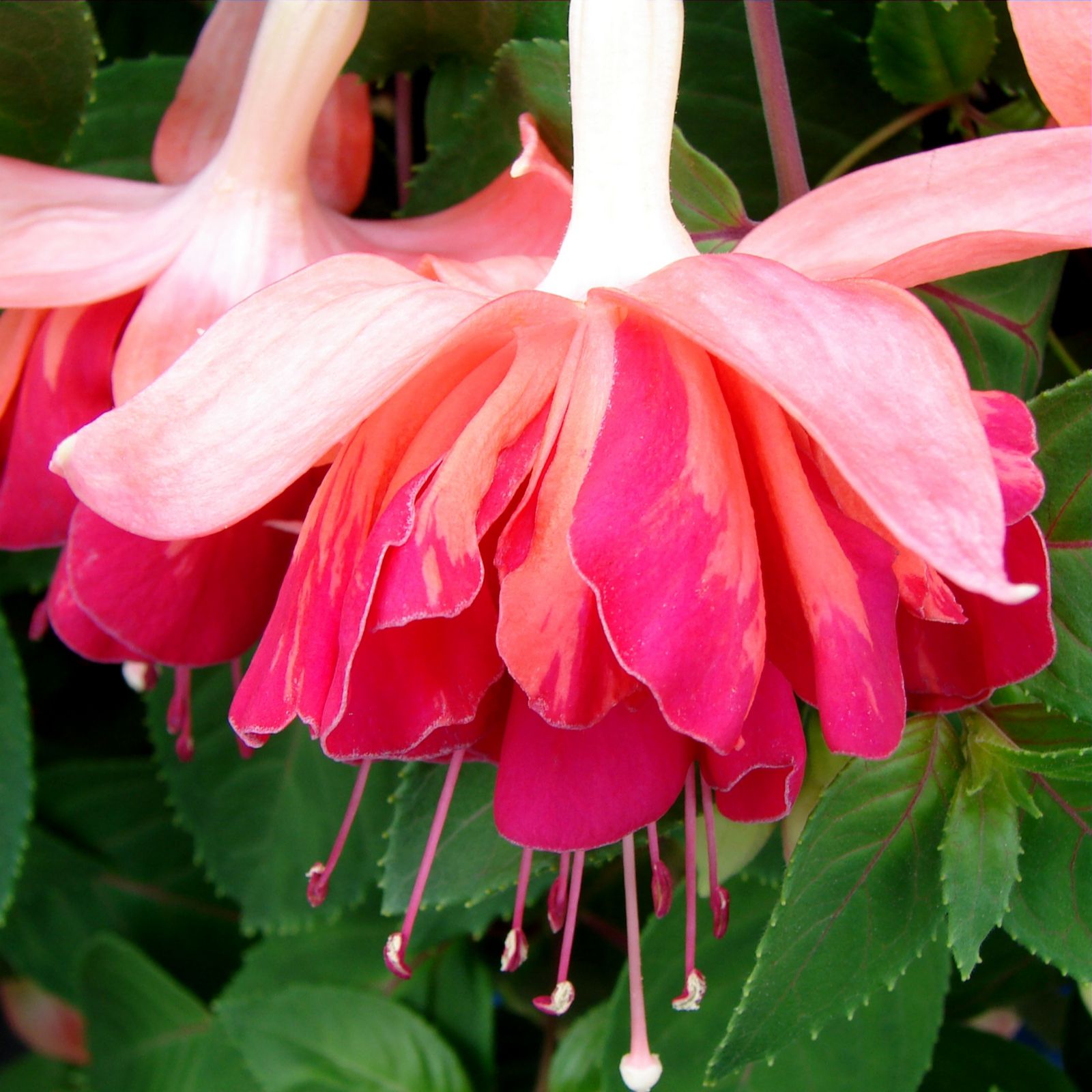 15 x Giant Marbled Fuchsia Plug Plant Collection QVC UK