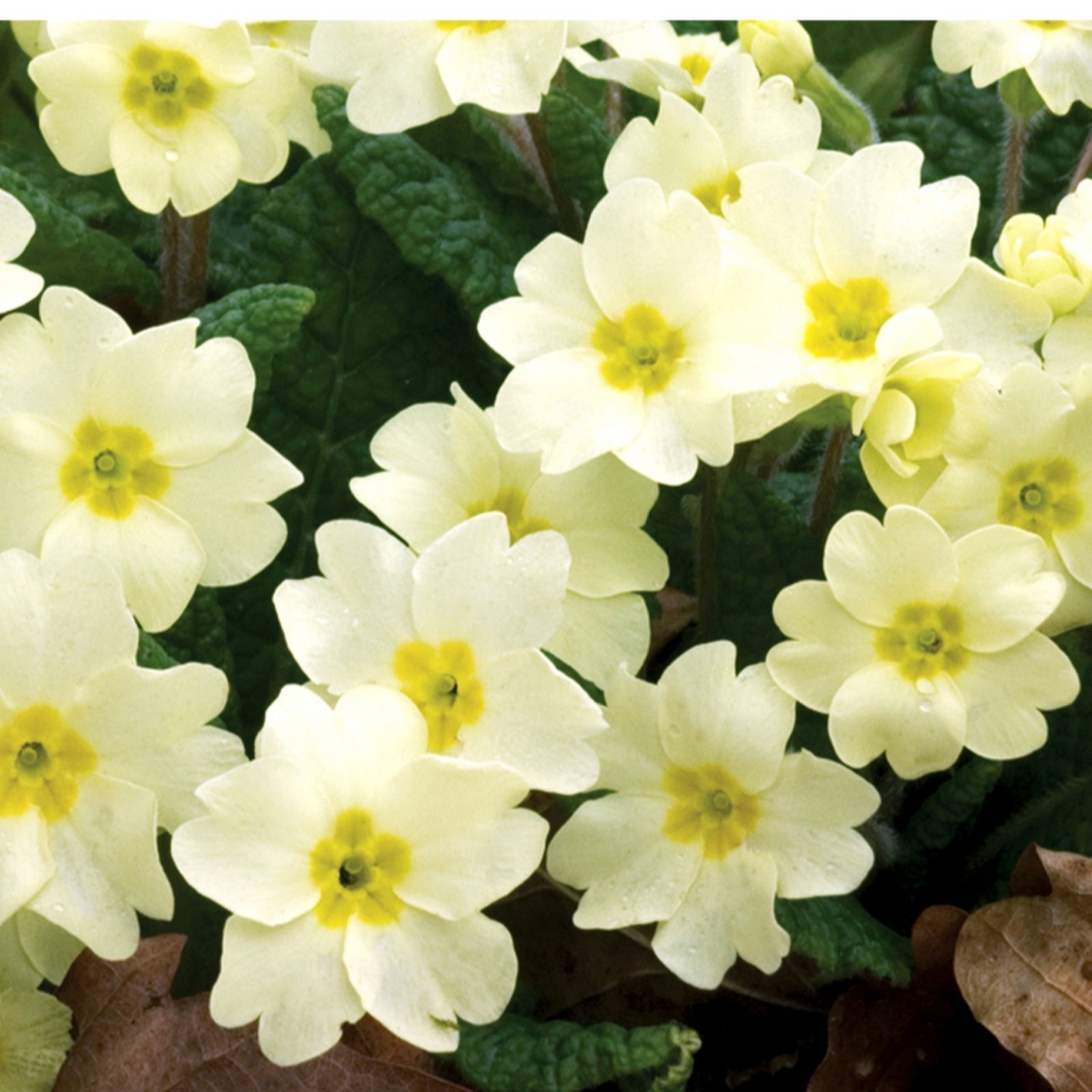 10 x Primula Woodland Dell Young Plants Collection - QVC UK