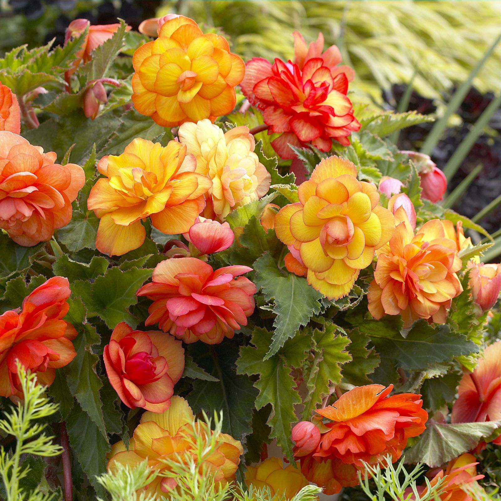 Hayloft Plants 18 x Begonia Golden Balcony Tubers QVC UK