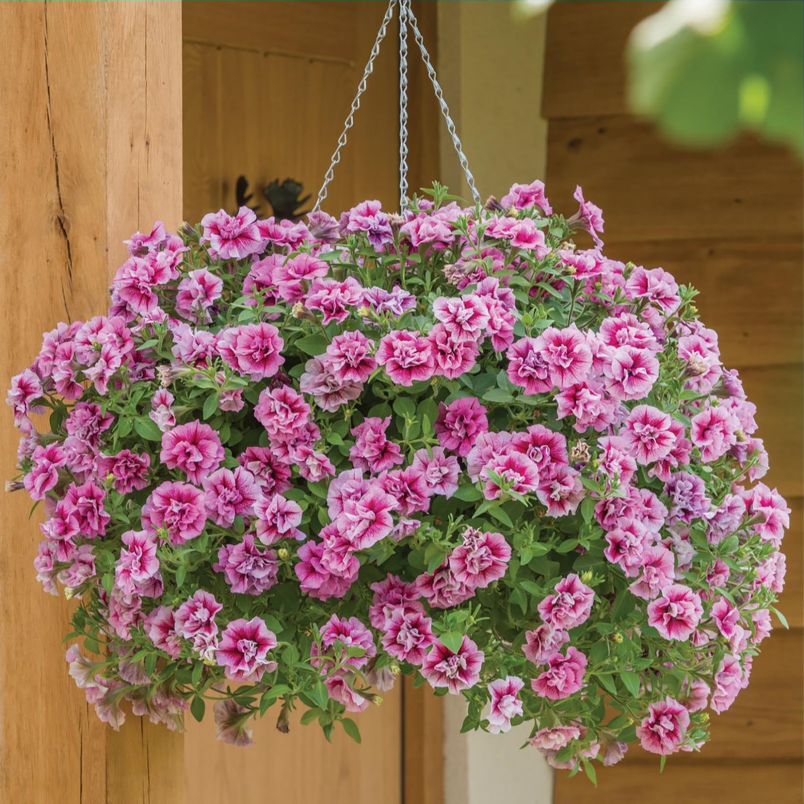 Mont Rose 10 x Petunia Tumbelina Francesca Young Plants QVC UK