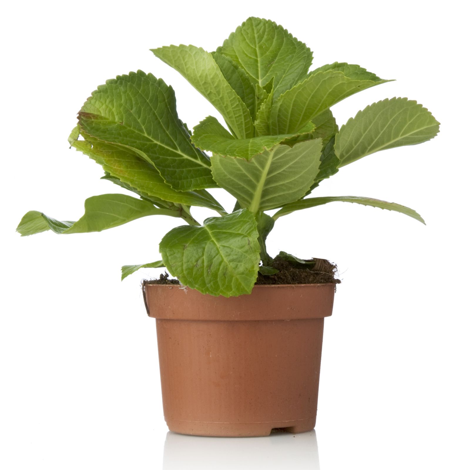 Thompson & Giant Hydrangea 10.5cm Pot Plant & 100g Colourant