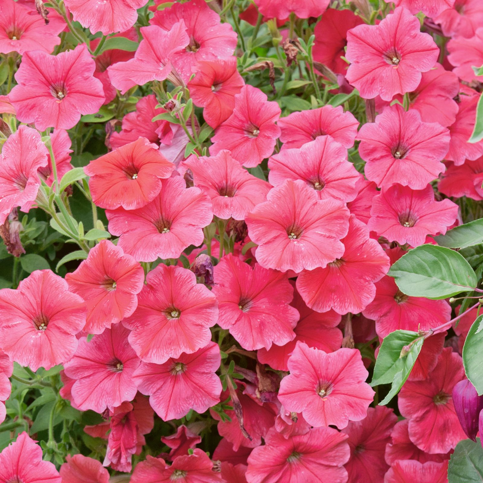 Brilliant Bedding QVC UK