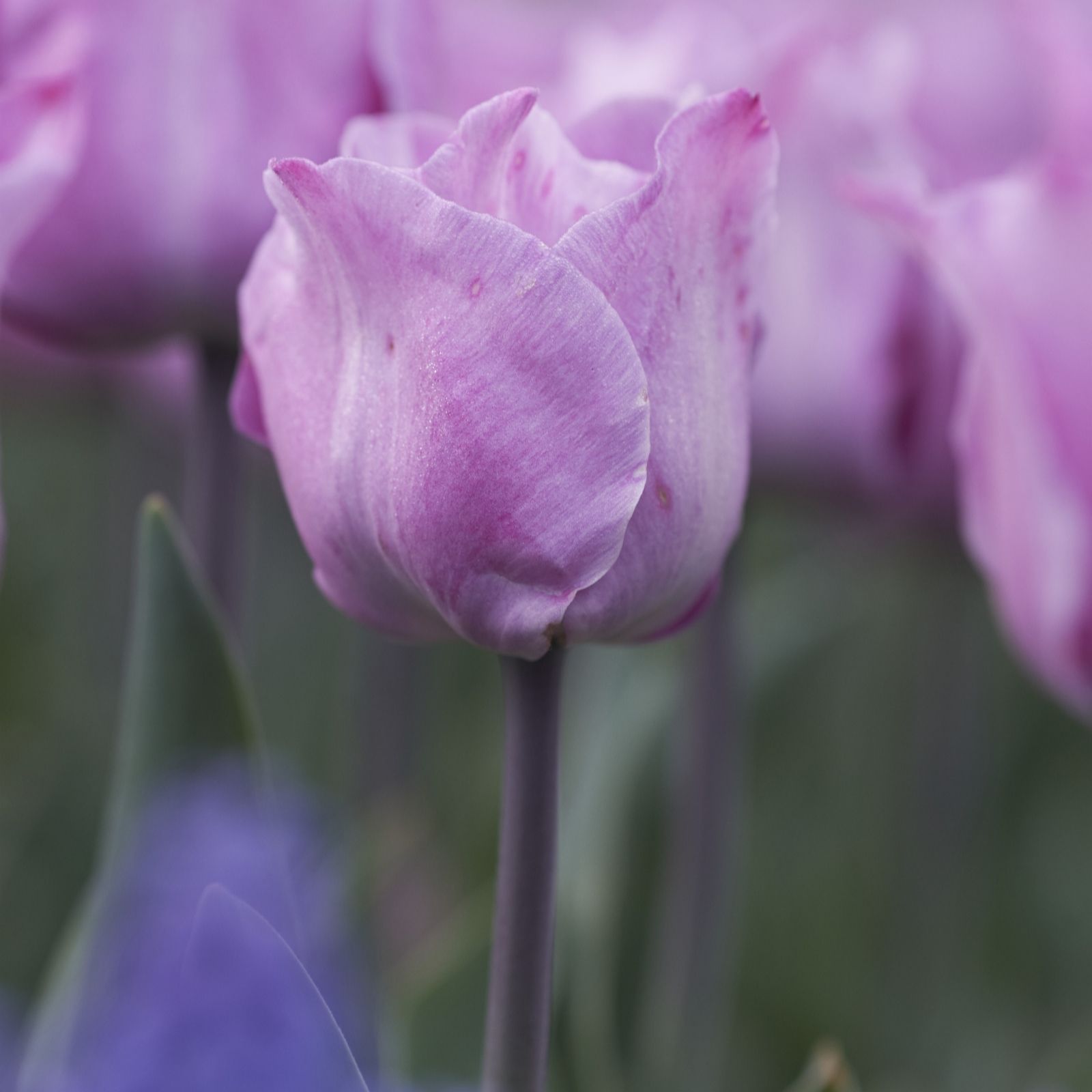 Hayloft Plants 12 x Tulip Carre Bulbs QVC UK