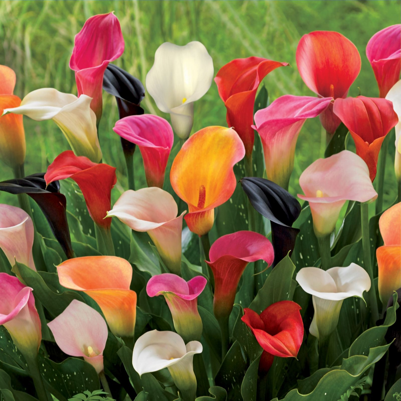 de Jager 6 x Mixed Giant Calla Lily Bulbs QVC UK