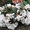 Plants2Gardens  Rhododendron Tinkerbird in 3 Litre Pot