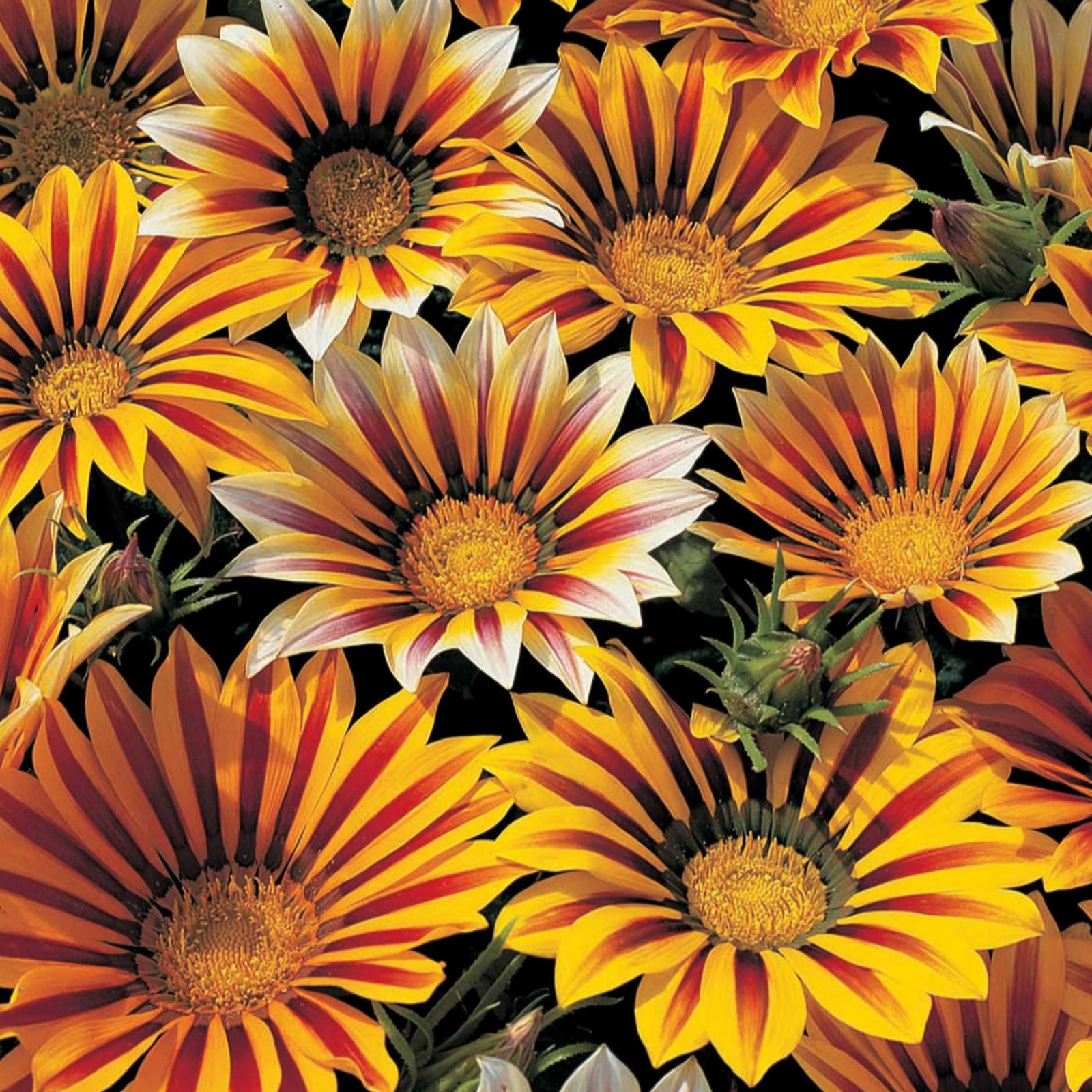 Patio and Container Flowers QVC UK