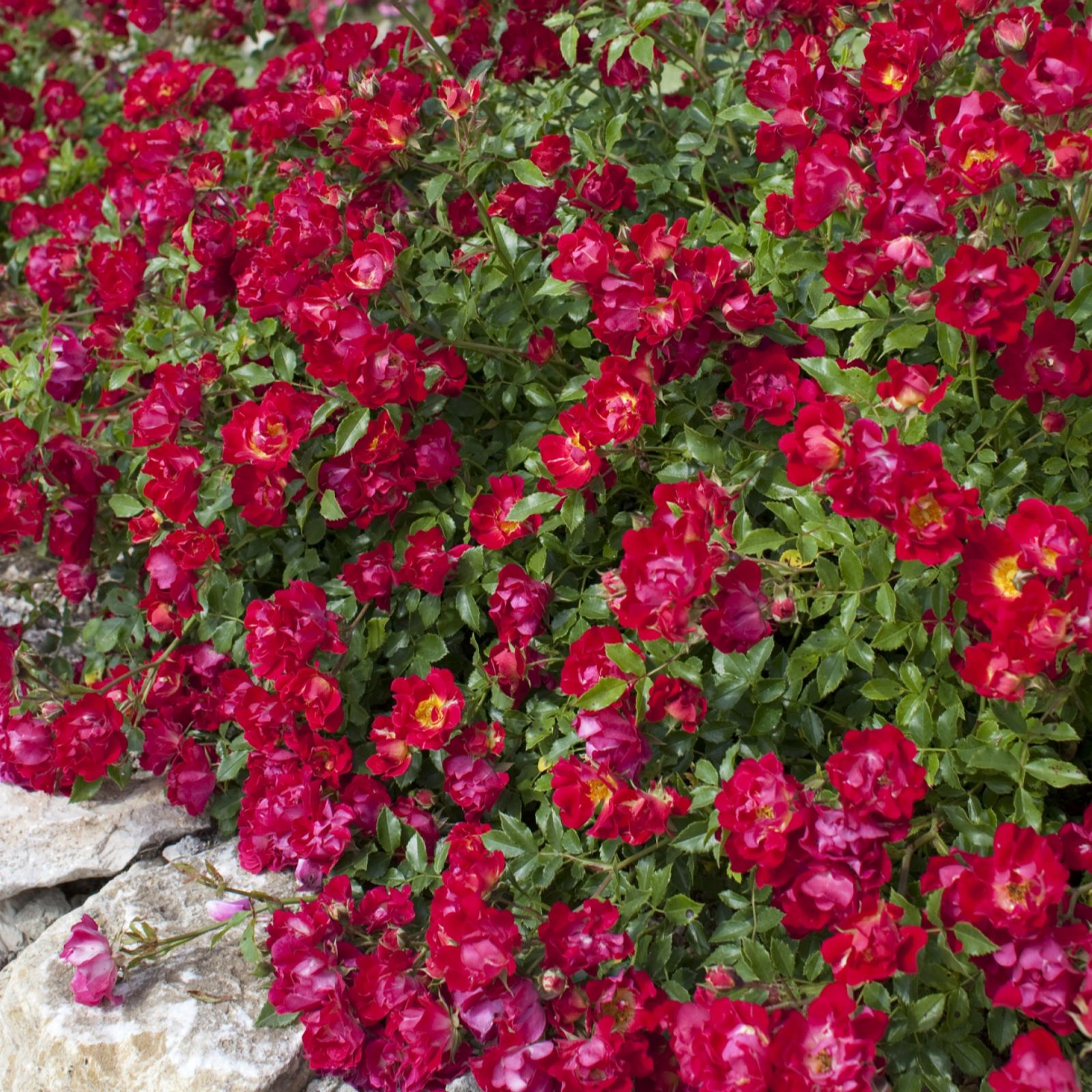 Hayloft 3 x Drift Rose 9cm Pot Plant Collection QVC UK