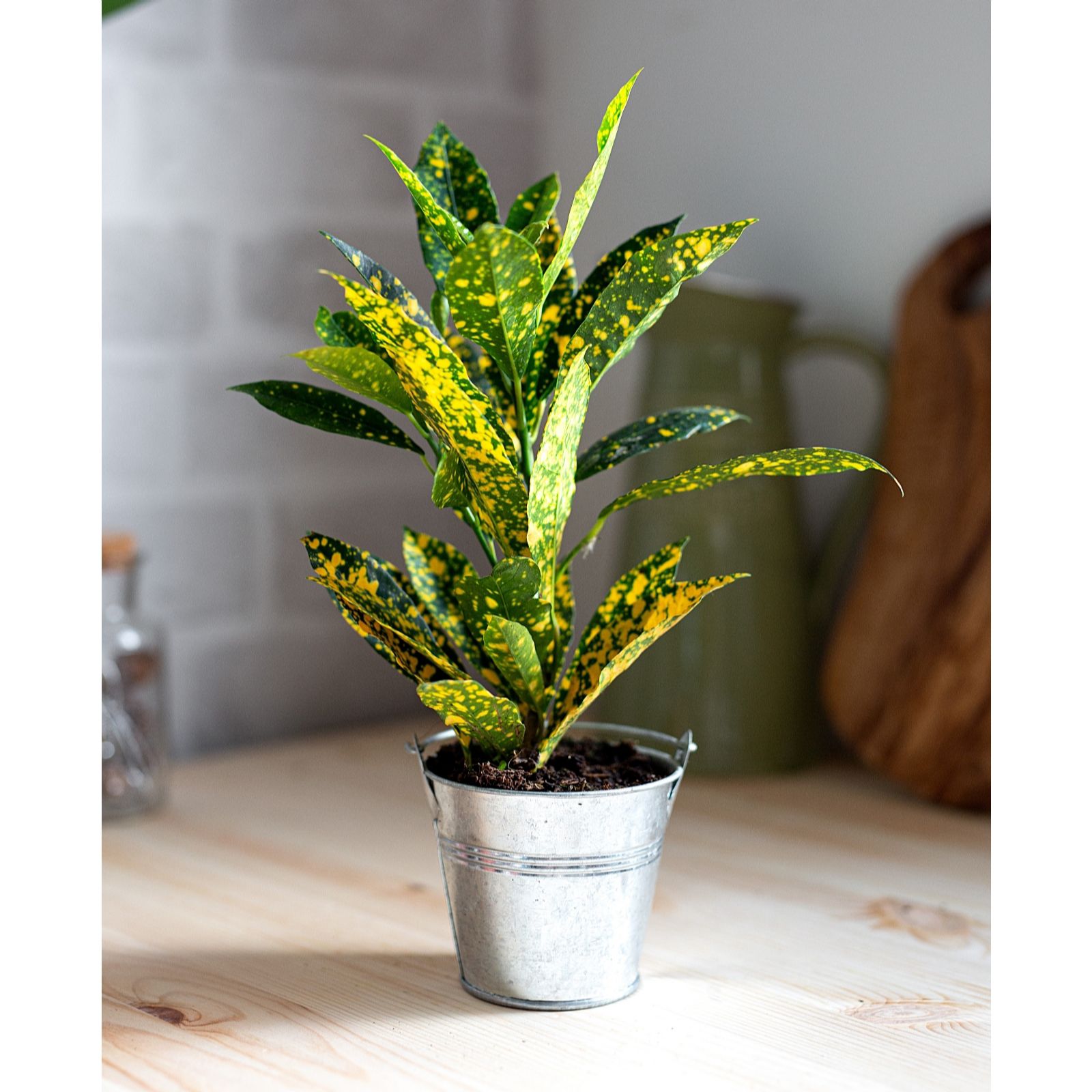Hayloft Plants Croton Mixed Plant Collection With Decorative Silver