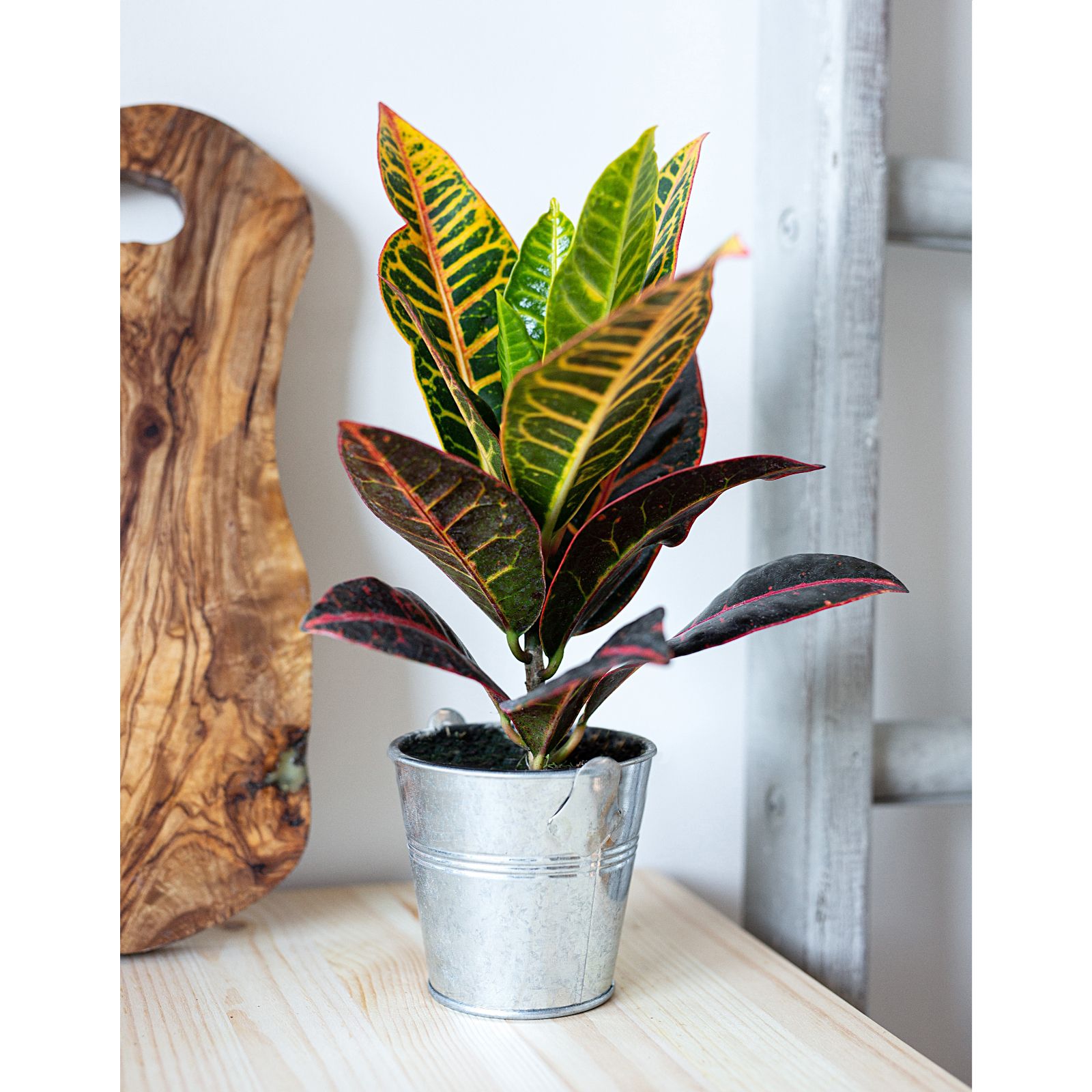Hayloft Plants Croton Mixed Plant Collection With Decorative Silver