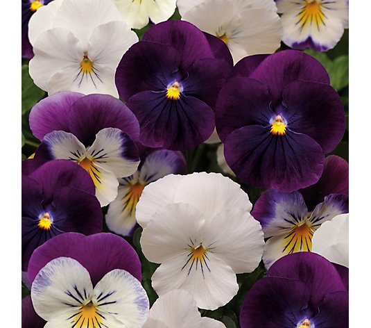 Plants2Gardens Viola Berries & Cream 20x 5cm Garden Ready Plants