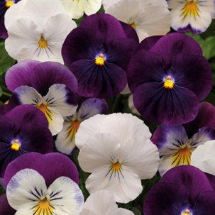 Plants2Gardens Viola Berries & Cream 20x 5cm Garden Ready Plants - 730000