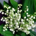YouGarden Lily of the Valley 9cm pots x3