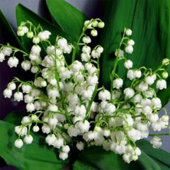 YouGarden Lily of the Valley 9cm pots x3