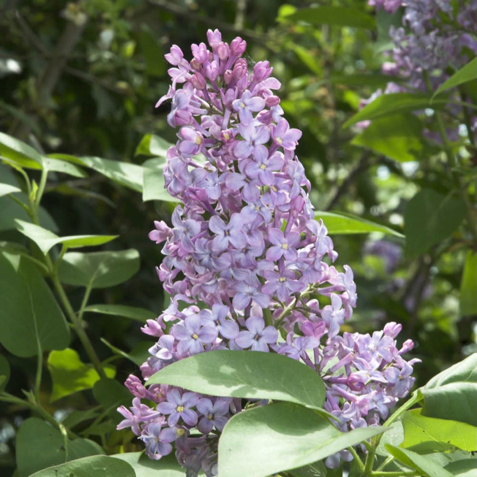 You Garden Syringa vulgaris 'Michel Buchner' in a 3L pot