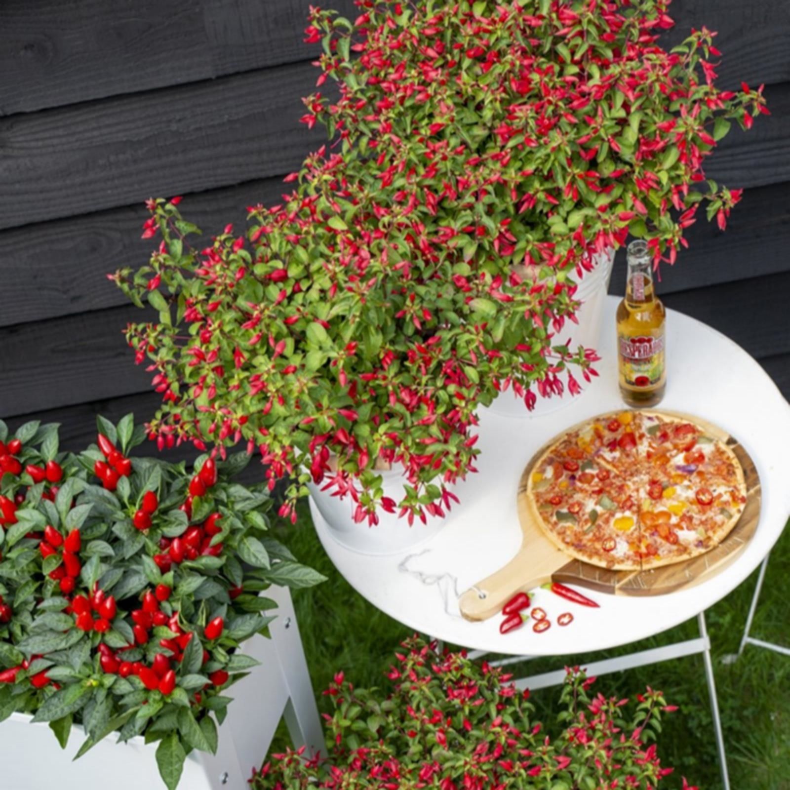 Thompson & Morgan Fuchsia Chilli Red 3 Litre Pot x 1