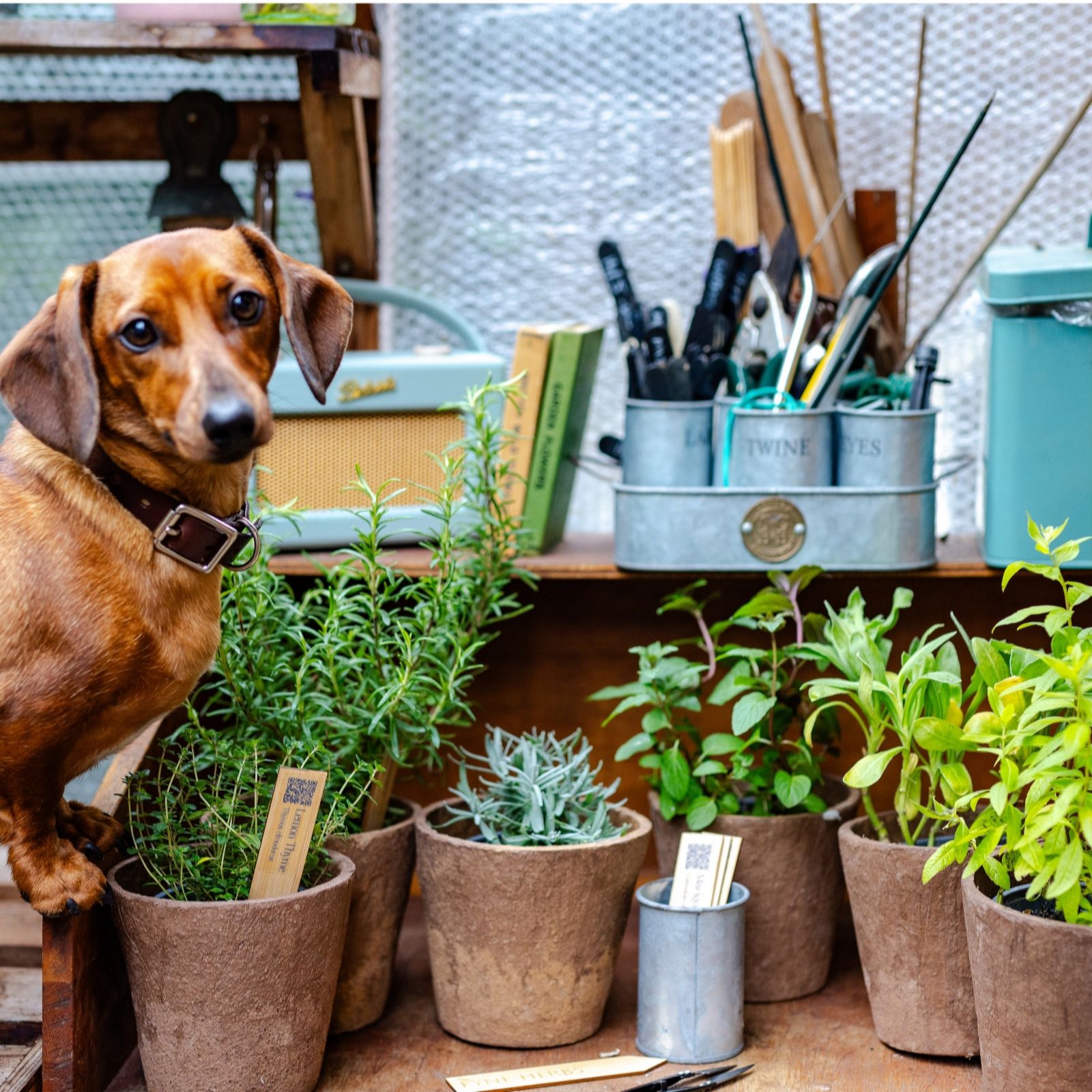 Fyne Herbs 9x 9cm Pet Friendly Herb Gift Collection