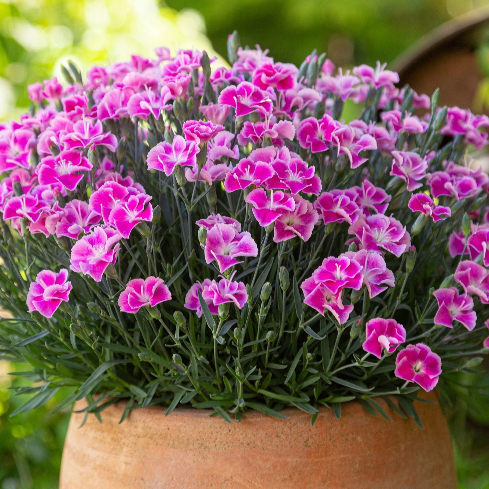 Richard Jackson Dianthus It-Girl 5x 6cm Garden Ready Plants