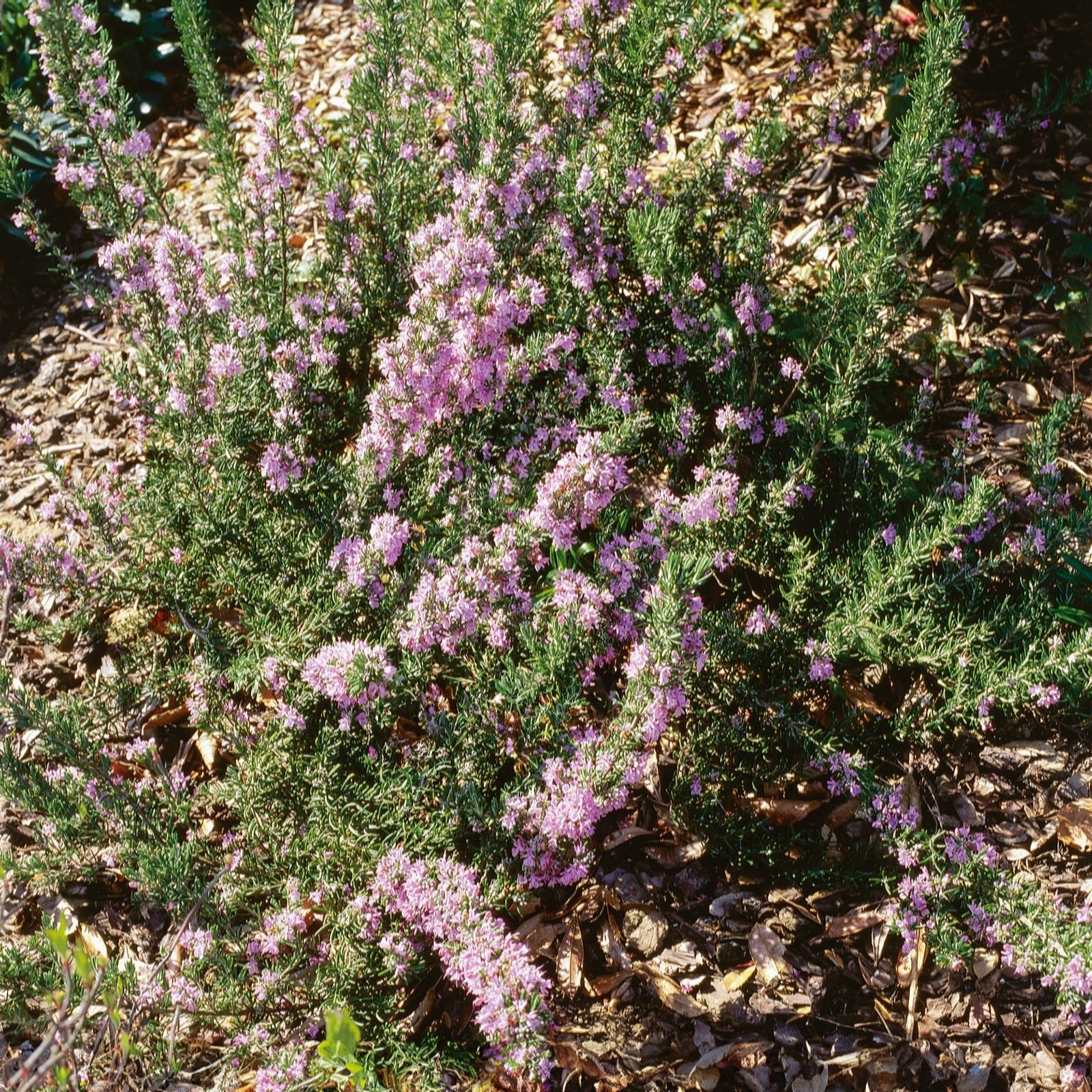 Plants2Gardens Rosemary Majorca Pink 3ltr