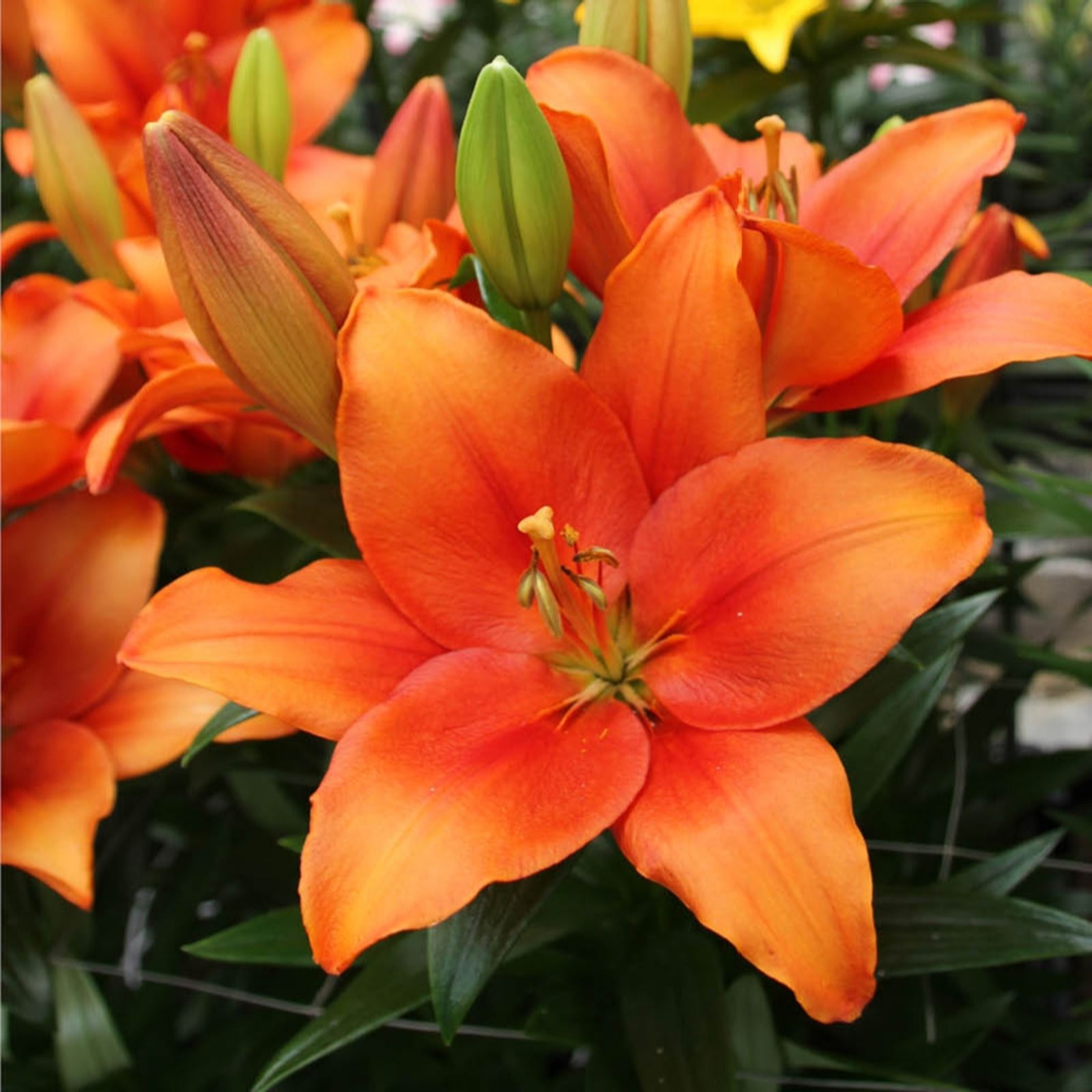 YouGarden Lily 'Amber Waves' x 20 Bulbs
