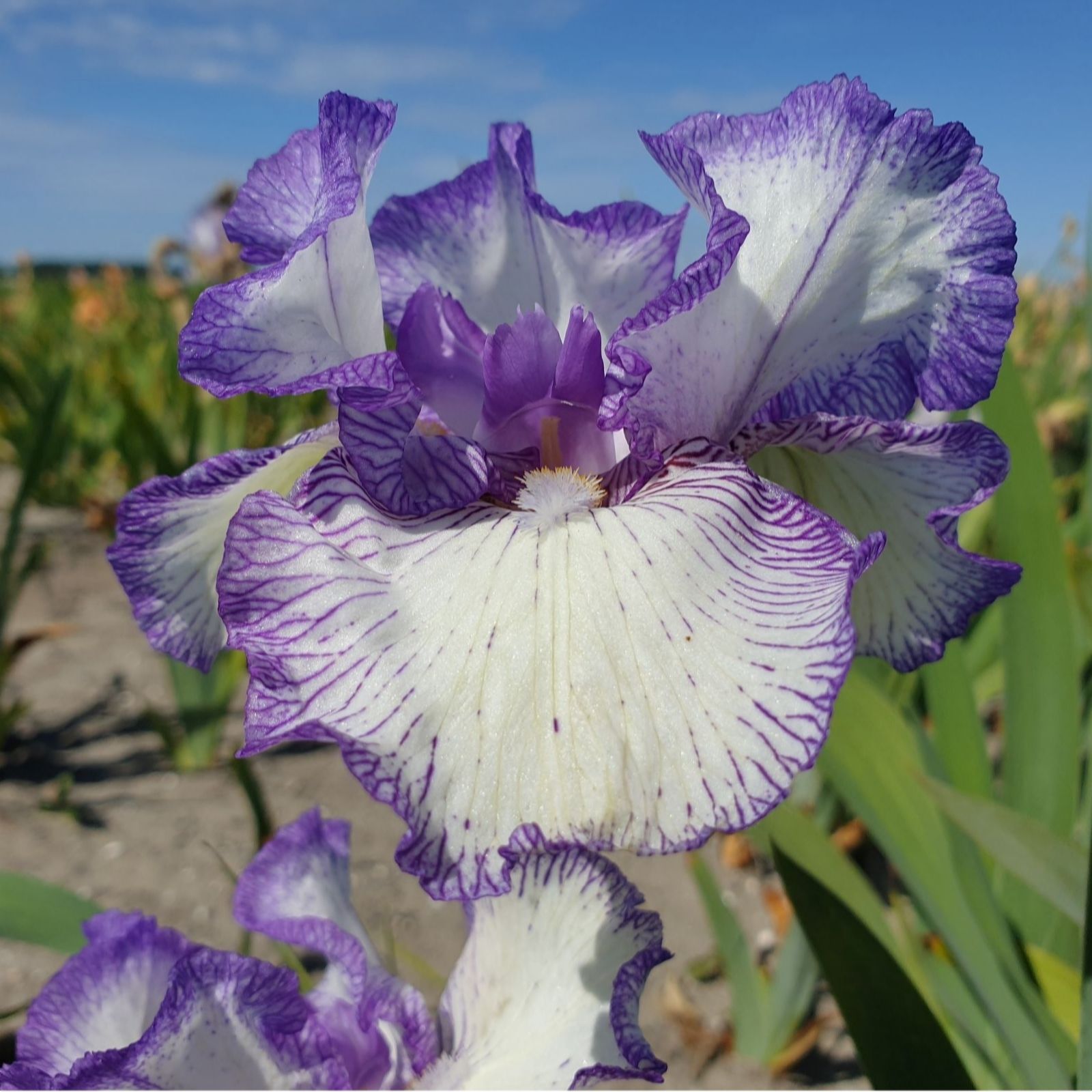 Thompson & Morgan Iris Autumn Circus Re-Blooming x 3 Bare Roots