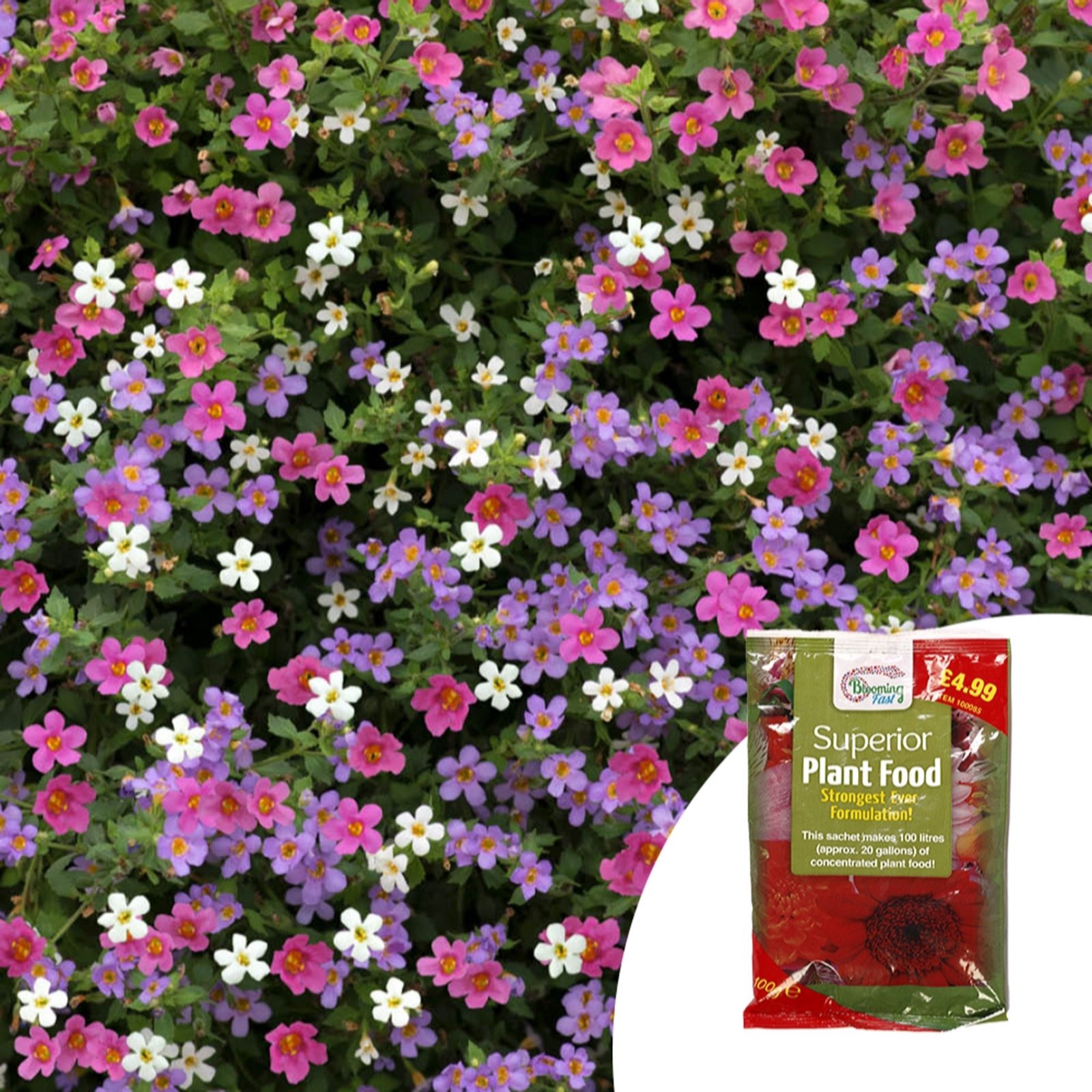 YouGarden Bacopa Topia 'Mixed' Plug Plants x12 & 100g Fertiliser