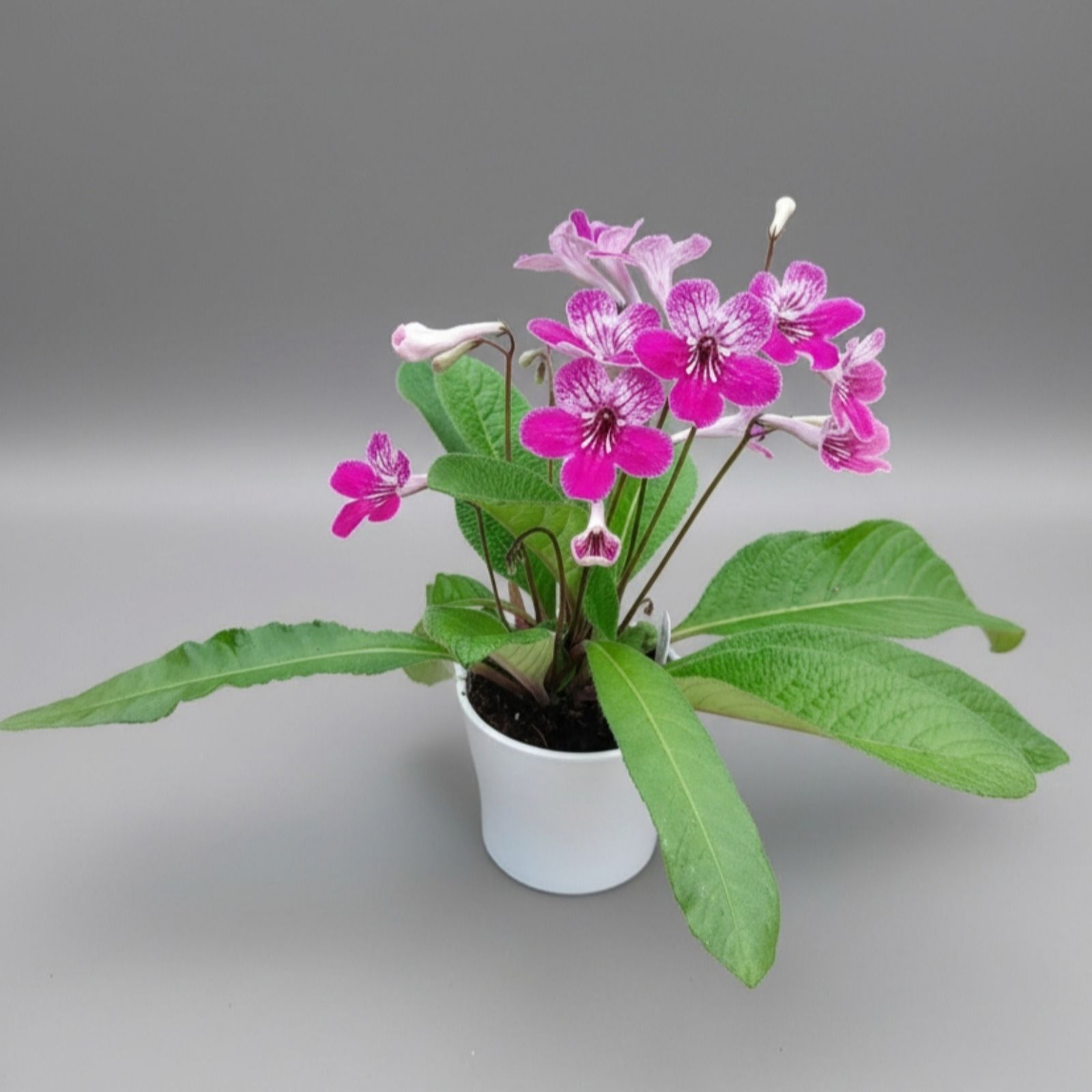 Dibleys Streptocarpus Celebration