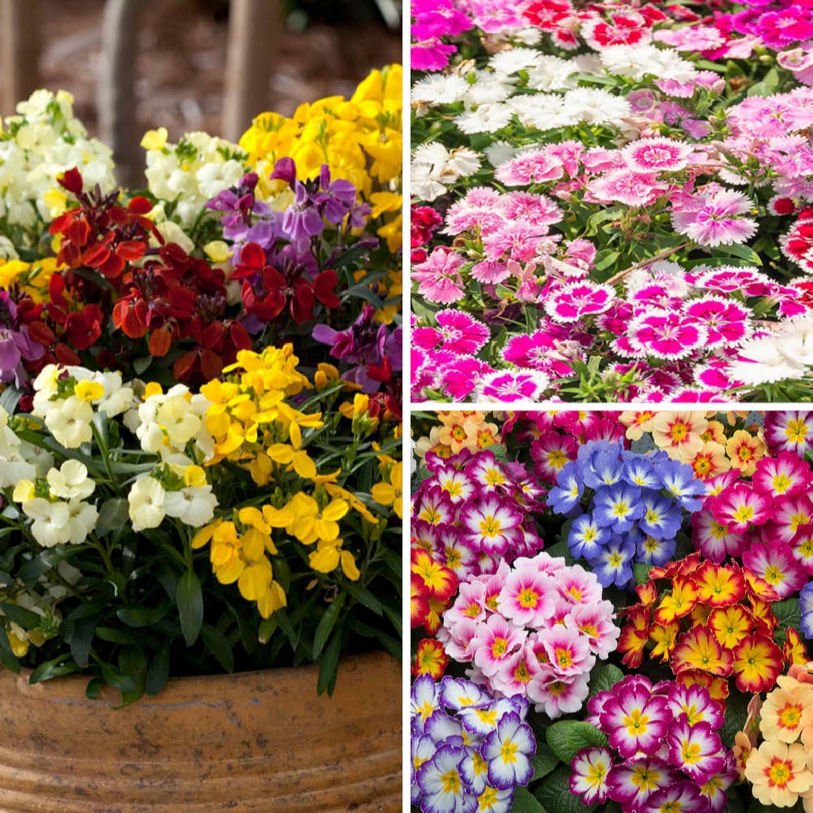 YouGarden The Ultimate Garden Ready Autumn Bedding Collection