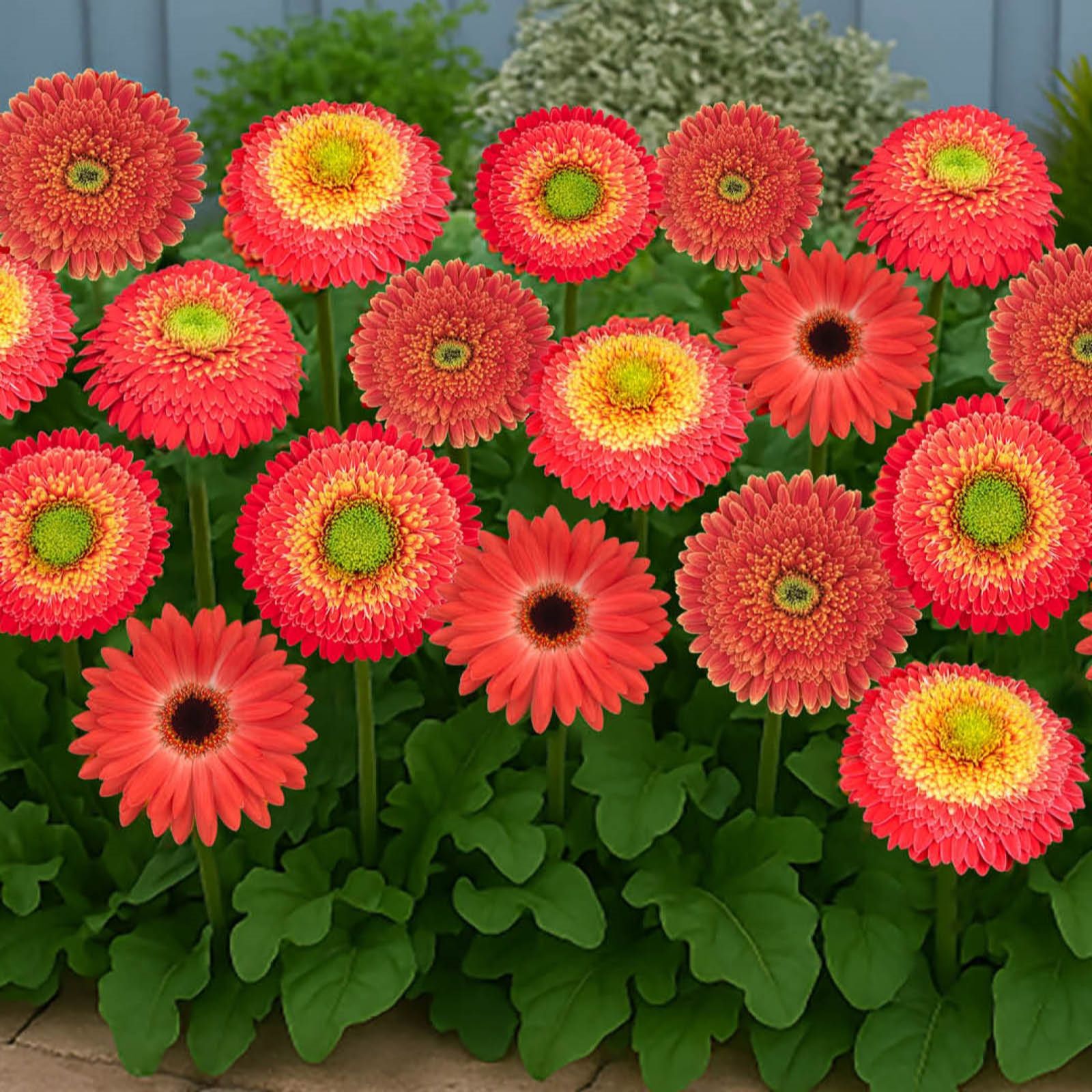 YouGarden Gerbera Sunshapers Collection in 9cm pots x3