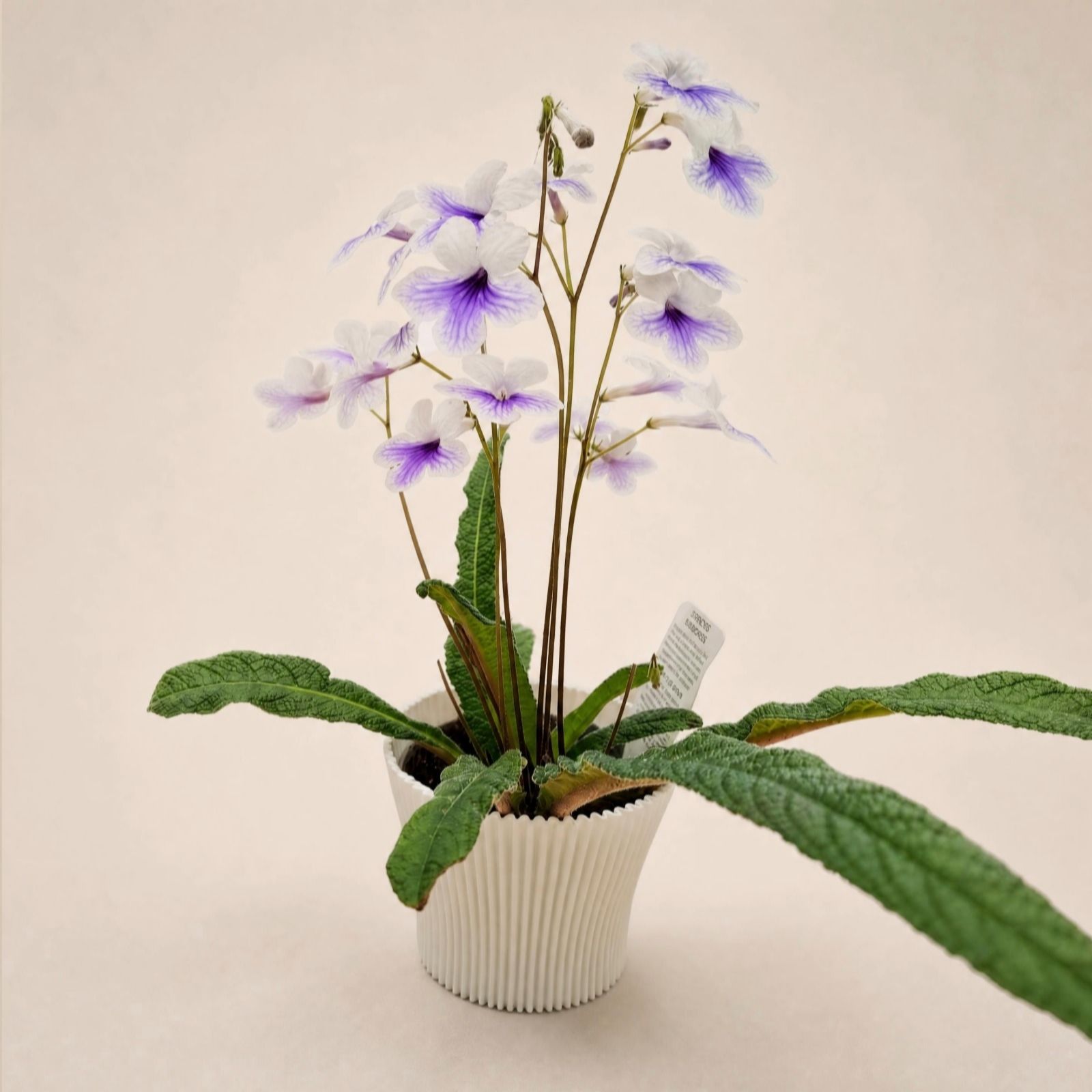 Dibleys Streptocarpus Crystal Ice 10cm Potted Plant & Cover Pot