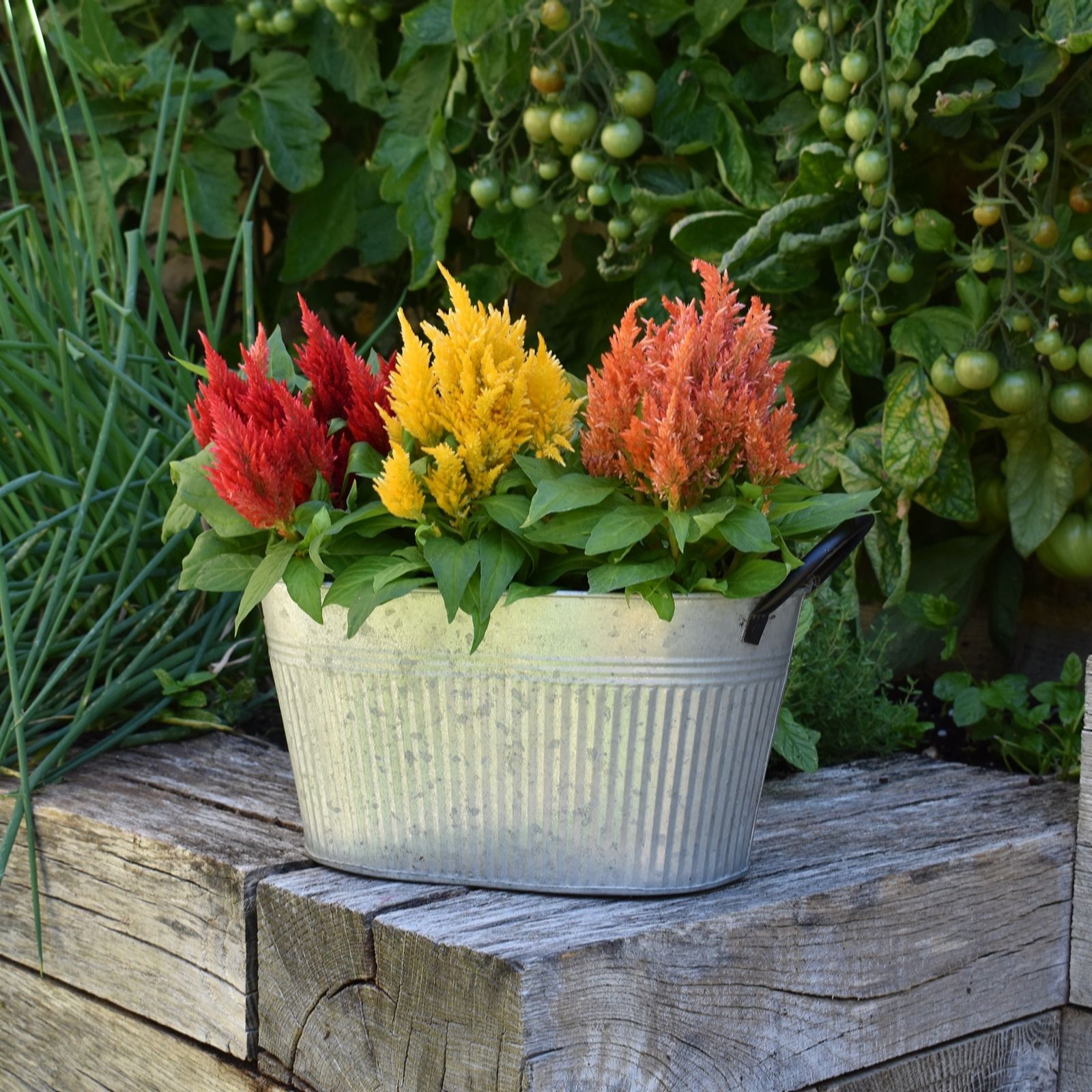 Hayloft Plants Celosia Kimono Burning Candles and Zinc Planter QVC UK