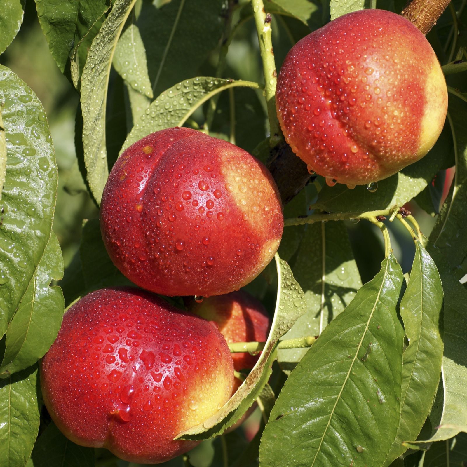 YouGarden Patio Tree Nectarine Garden Beauty bare root QVC UK