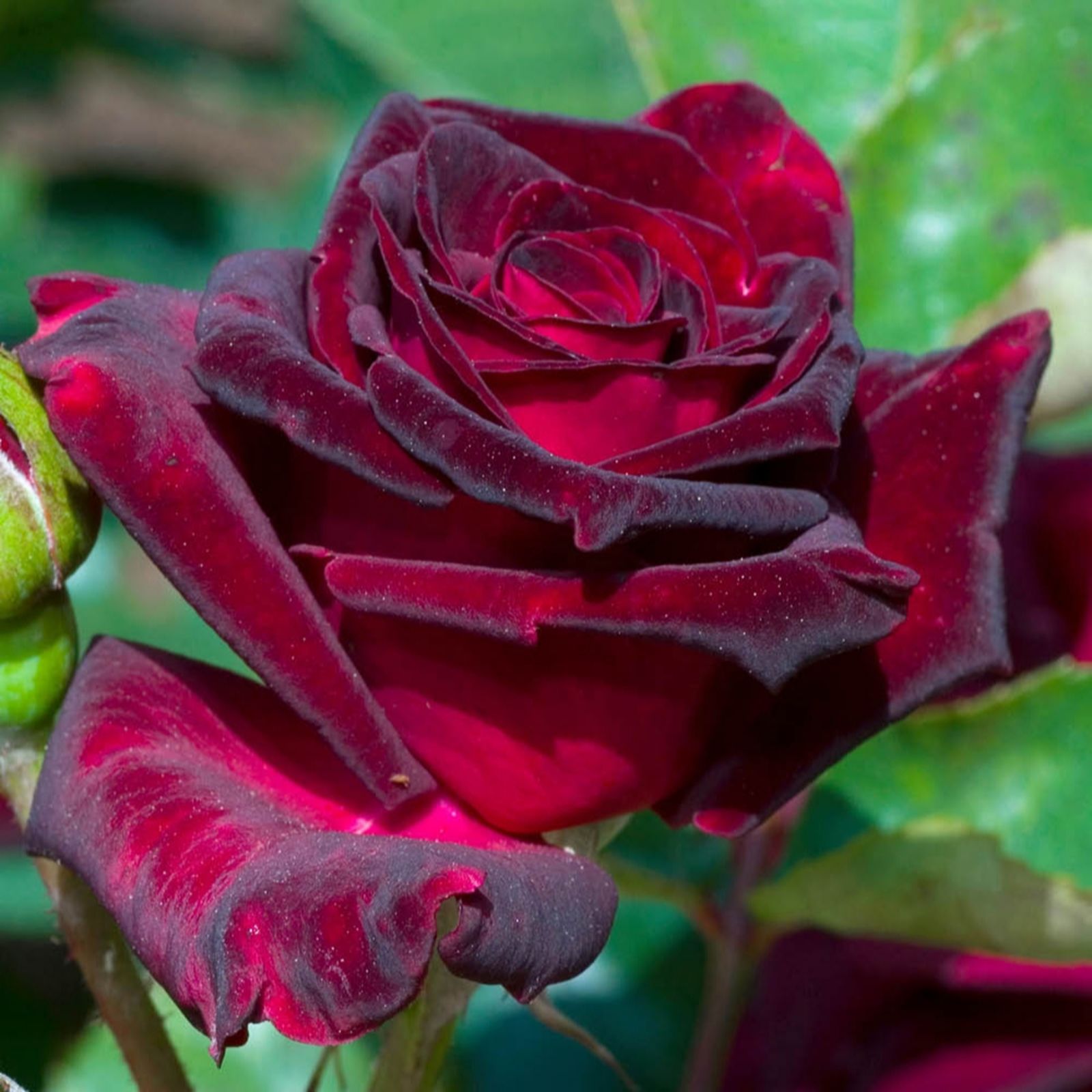 YouGarden Rose 'Black Baccara' Bare Root