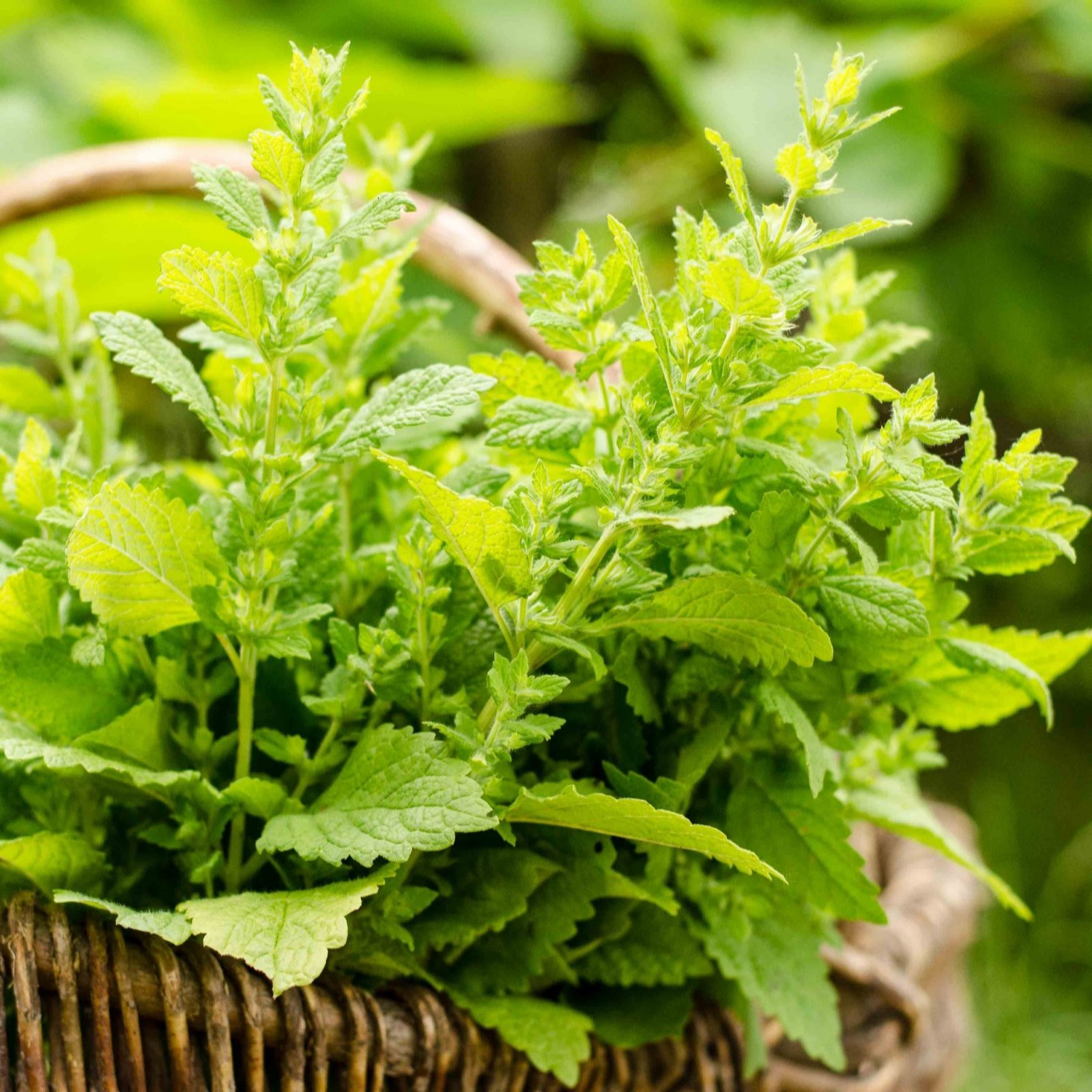 Fyne Herbs 3x 9cm Tea Herb Gift Collection