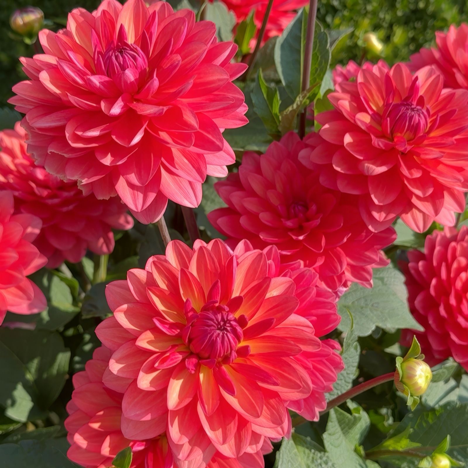 Richard Jackson Dahlia Coral Pink 3 Litre