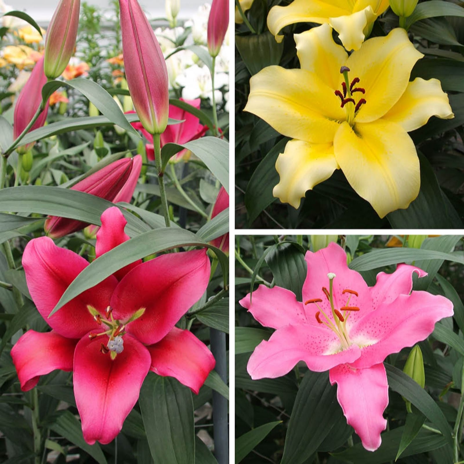 YouGarden Lily 'Dinner Plate' Collection x15 Bulbs