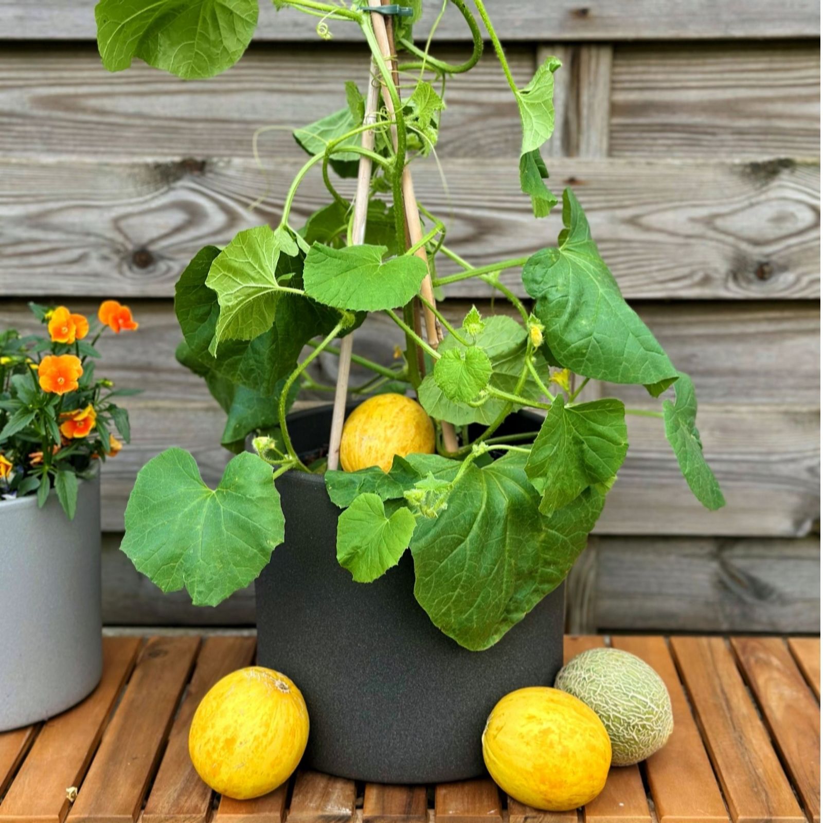 Suttons Melon Honey Drops 9cm Pot x 3